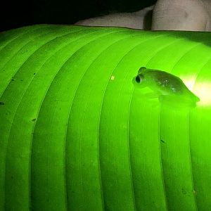 Powdered glass frog (San Carlos, Costa Rica)