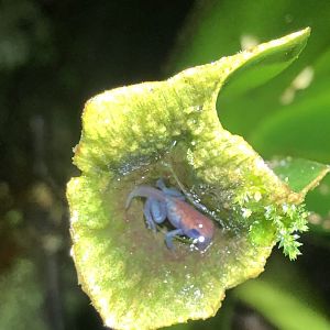 Strawberry poison-dart frog froglet (San Carlos, Costa Rica)