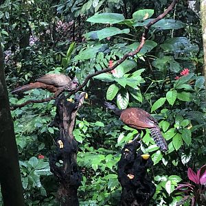 Crested guan and great curassow (San Carlos, Costa Rica)