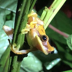 Hourglass treefrog (San Carlos, Costa Rica)