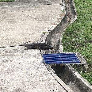Black spiny-tailed iguana (Puntarenas, Costa Rica)