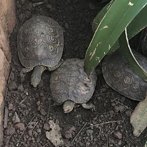 Turtle ID? (Parque Marino del Pacifico)