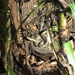 Fer-de-lance (San Carlos, Costa Rica)