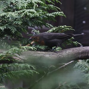 Yellow-headed blackbird (Xanthocephalus xanthocephalus), October 2020