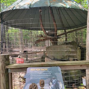 Bays Mountain - Red fox