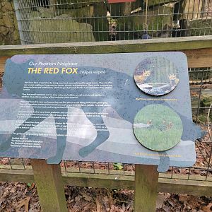 Bays Mountain - Red fox info