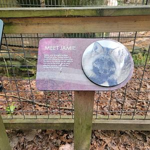 Bays Mountain - Red fox details