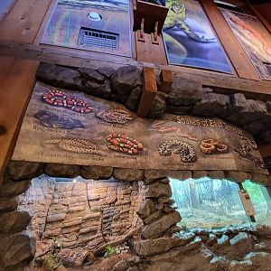 Bays Mountain - Snakes