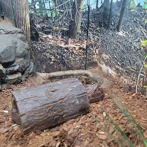 Bays Mountain - Corn snake