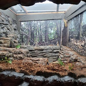 Bays Mountain - Black kingsnake