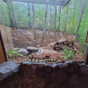 Bays Mountain - Very active Timber rattler