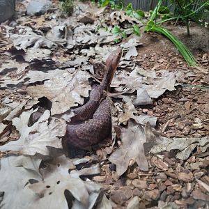 Bays Mountain - Copperhead