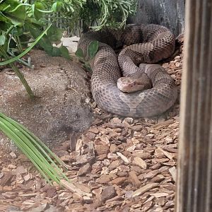 Bays Mountain - Copperhead