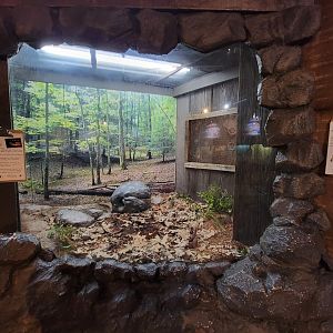 Bays Mountain - Copperheads