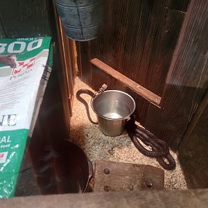 Bays Mountain - Black rat snakes