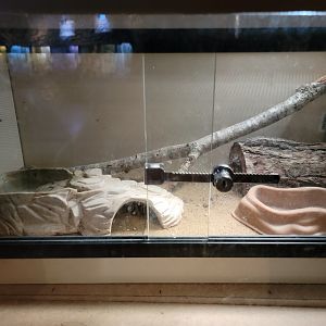 Bays Mountain - Eastern fence lizard