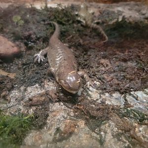 Bays Mountain - Tiger salamander