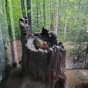 Bays Mountain - American bullfrog