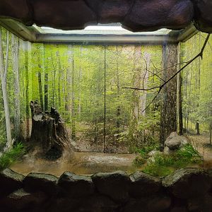 Bays Mountain - American bullfrog