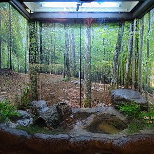 Bays Mountain - American toad