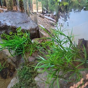 Bays Mountain - American toad