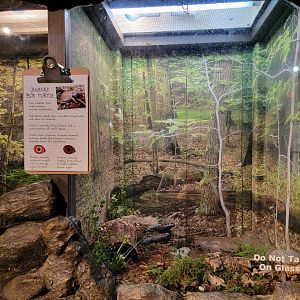 Bays Mountain - Juvenile box turtles