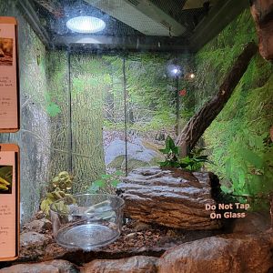 Bays Mountain - Green, gray treefrogs