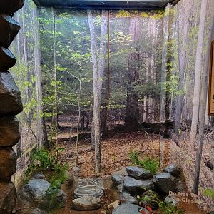 Bays Mountain - Sinaloan milksnake