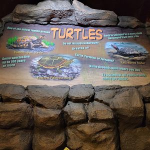 Bays Mountain - Turtles