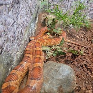 Bays Mountain - Another corn snake