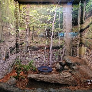 Bays Mountain - Corn snake