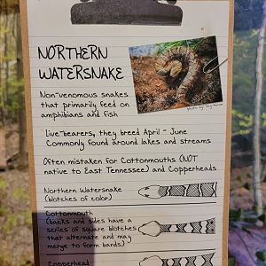 Bays Mountain - Watersnake signage, telling them apart from venomous snakes