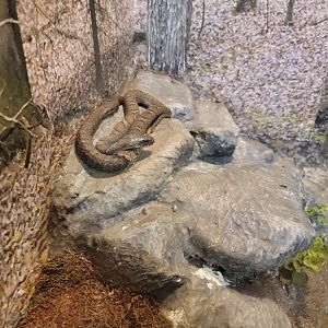 Bays Mountain - Northern watersnake