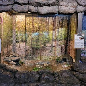 Bays Mountain - Northern watersnake