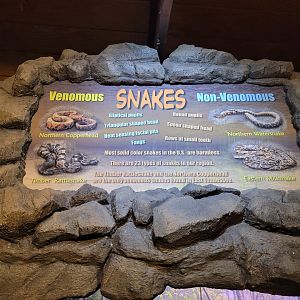 Bays Mountain - Snakes