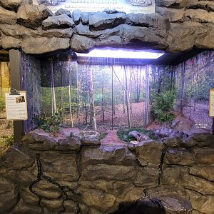 Bays Mountain - Eastern box turtles