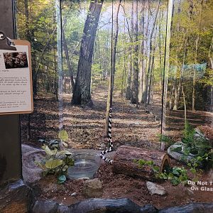 Bays Mountain - California kingsnake being a tree
