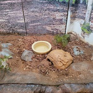 Bays Mountain - Hognose snake
