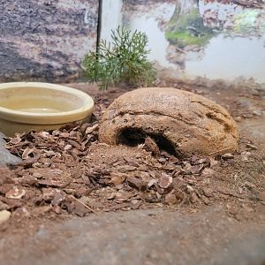 Bays Mountain - Hognose snake