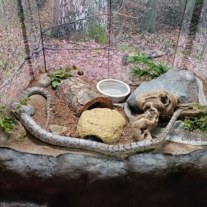 Bays Mountain - Corn snake