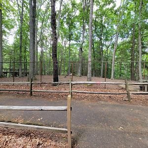 Bays Mountain - Whitetail deer