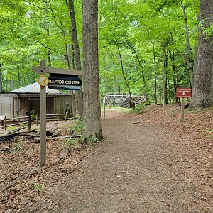 Bays Mountain - Raptor center