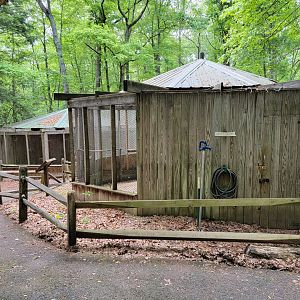 Bays Mountain - Raptor center