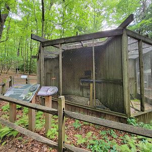 Bays Mountain - Barred owl