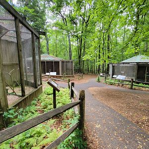 Bays Mountain - Raptor center
