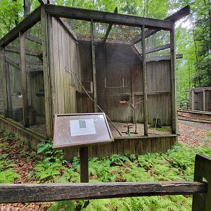 Bays Mountain - Eastern screech owl