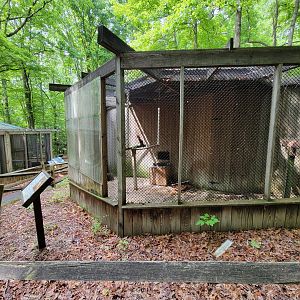Bays Mountain - Red-tailed hawk