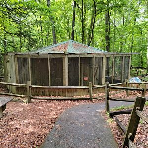 Bays Mountain - Another red-tailed hawk