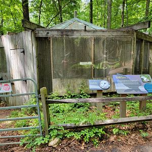 Bays Mountain - Barn owl