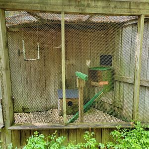 Bays Mountain - Barn owl